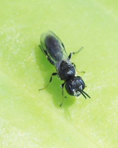 Réf. 230 185 : Diodontus sp.